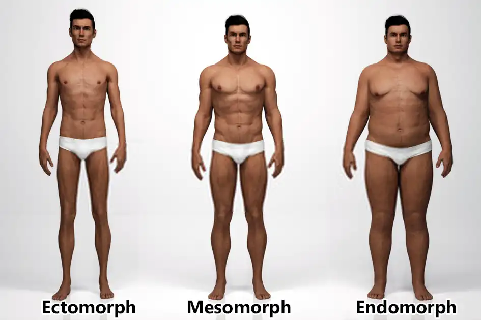 Cách giảm cân cho tạng người Endomorph Xương to, dễ mập béo